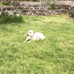 Mexican dogue  chillin at some mexican pyramids