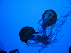 neaq:  Visitor Pictures: The jellies never