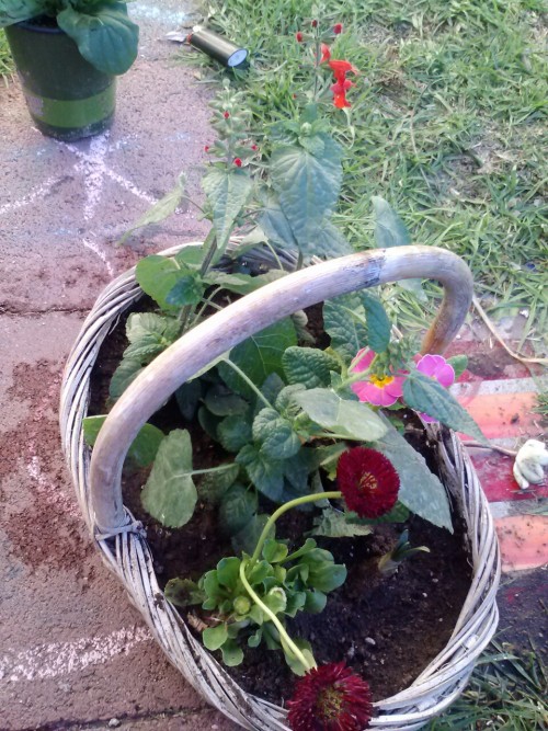 meadow-sage: basket arrangement. with a lil bulb in it too hehe