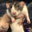 rats-owe-me-money