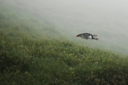 stephaniedolen: puffin liftoff, mykines, faroe islands