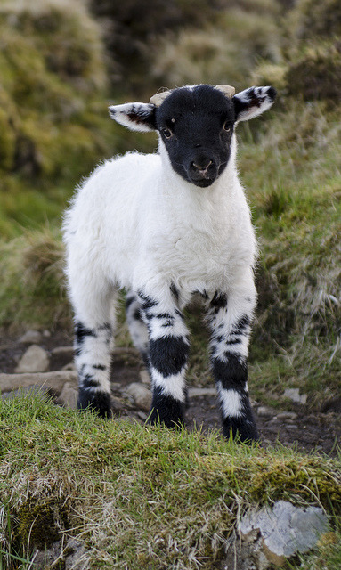 funnywildlife:  Lamb by jamiefg on Flickr. Isle of Skye, Scotland 