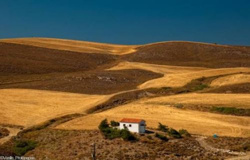 Ammothines - in the Sand Dunes of Lemnos.Sometimes such landscapes fascinate me more than dense vege