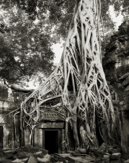 universal3love:maxitendance:  The Most Spectacular Living Monuments of the Earth photographed by Beth Moon    Just magnificent!