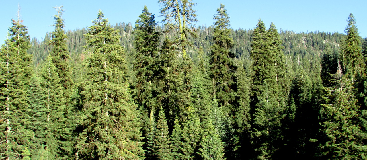 letsbeforestfriends:  Forest Panorama in Sequoia National Park, California. Original
