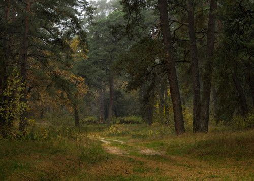 Autumn Forest by Taras L 