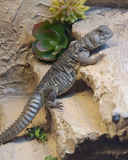 Big belly!#uromastyx #ocellata #lizard #reptilesofinstagram https://www.instagram.com/p/CLPV5leMcCi/
