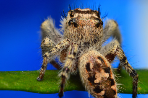 Subadult female Phidippus Otiosus (repost)One of my favorite sessions, and spiders, I’ve ever dealt 