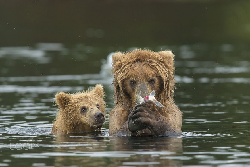 boredpanda:    15+ Un-Bear-Ably Cute Momma Bears Teaching Their Teddy Bears How To