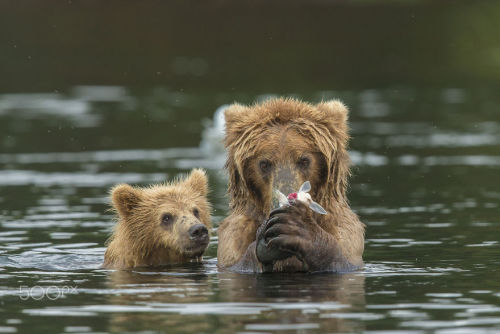 stayshreddedmyfriends:  boredpanda:    15+ Un-Bear-Ably Cute Momma Bears Teaching Their Teddy Bears How To Bear     Momma Bear 