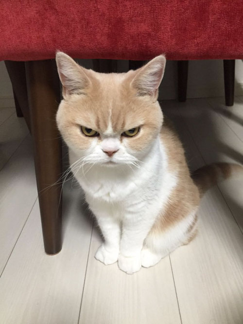 dancing-little-shit: catsbeaversandducks:  Meet Japanese Grumpy Cat, Who Is Even Grumpier Than The O