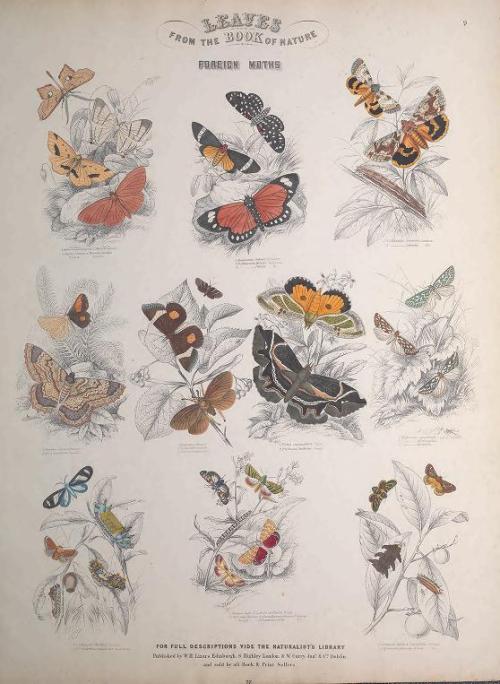 heaveninawildflower: Engravings of Lepidoptera taken from ‘Leaves from the Book of Nature&rsqu