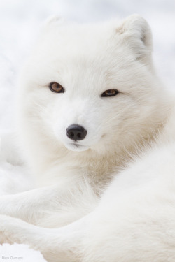 magicalnaturetour:Arctic Fox by Mark Dumont on Flickr.