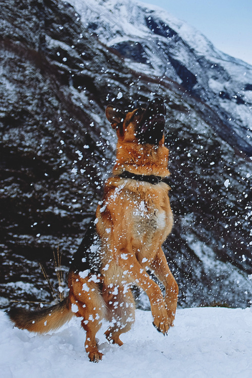 visualechoess:Playful German Shepherd  by: Atle Rønningen