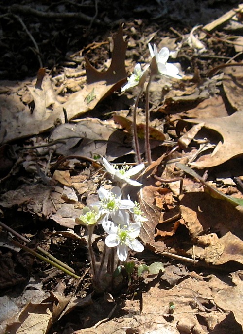 Went to Scherersville Park, along the Jordan Creek in Lehigh County, and finally saw some flowers em