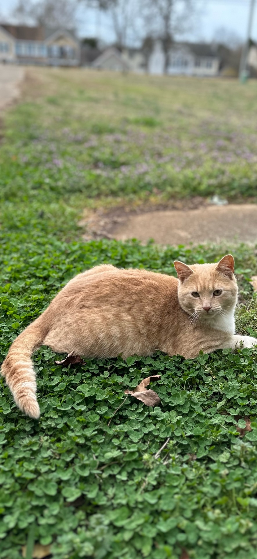 Took A Couple Of Pictures Of One Of Our Outdoor Cats Junior. HAPPY MARCH