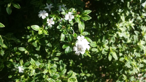 perachperach:  Flowerflower