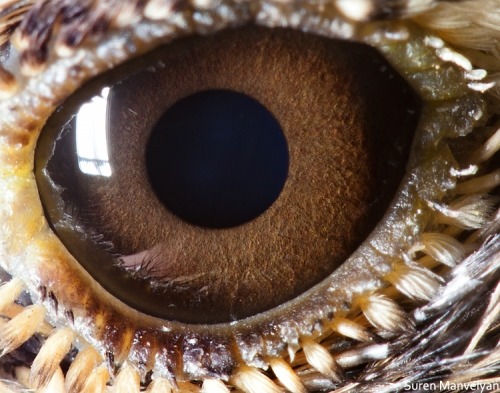 give-a-fuck-about-nature:  Eyes of the animal kingdom.