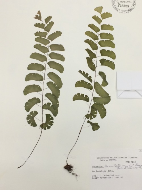 dailyplantfacts:Adiantum lunulatum is a species of maidenhair fern in the family Pteridaceae. This s