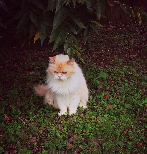 princesstigerbelle: braceyourself-marchingband: My cat is an ethereal fairy cat!  @mostlycatsmo