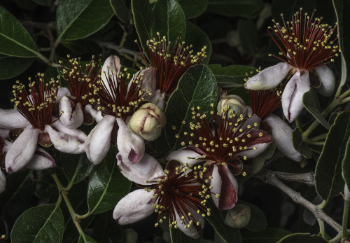 Pineapple Guava Blossoms by Bill Gracey Via Flickr: About 30 years ago when we were first landscapin