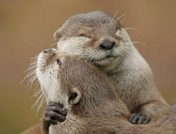 magalomania:  HAPPY BIRTHDAY TO MY SIGNIFICANT OTTER 