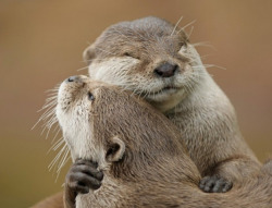 buzzfeedanimals:  Otterly perfect.  