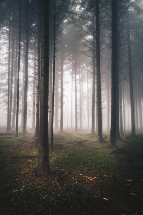 czechthecount:In the shadows of the misty forest..by czechthecount: instagram | facebook | 500px | p