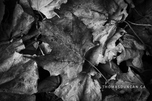 The leaf. #leaf #leaves #park #forest #bush #trees #nature #fall #autumn #ottawa #ontario #canada #b