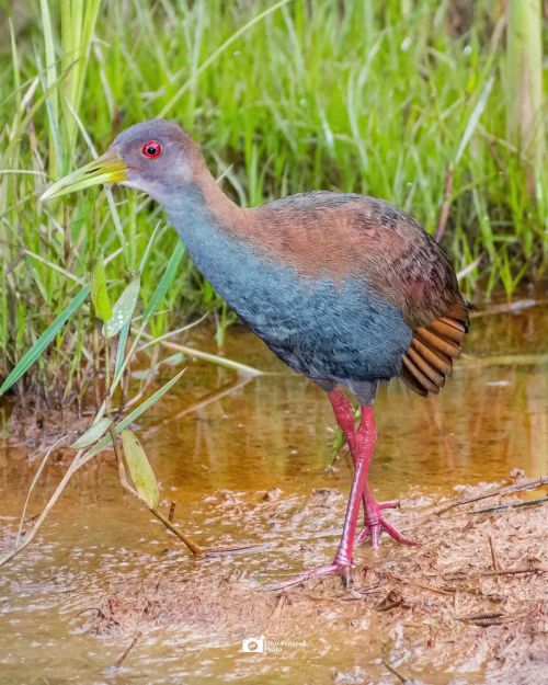 birdblues:Slaty-breasted Wood-rail