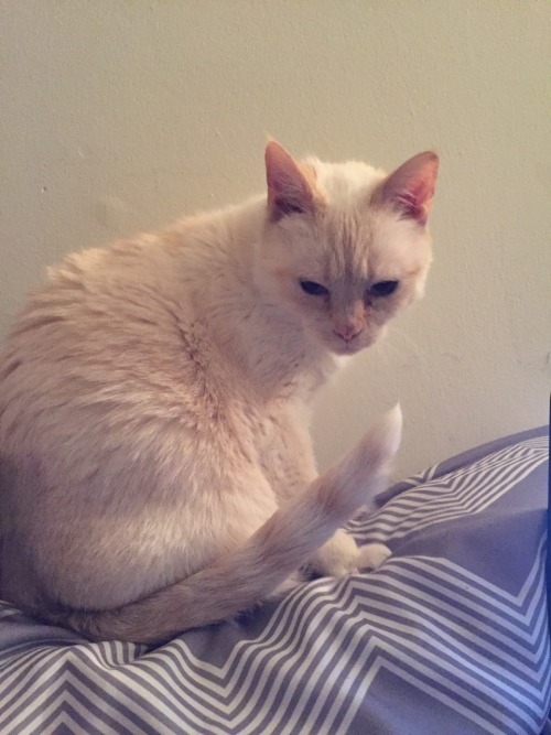 captainbuttersocks:my gently toasted marshmallow