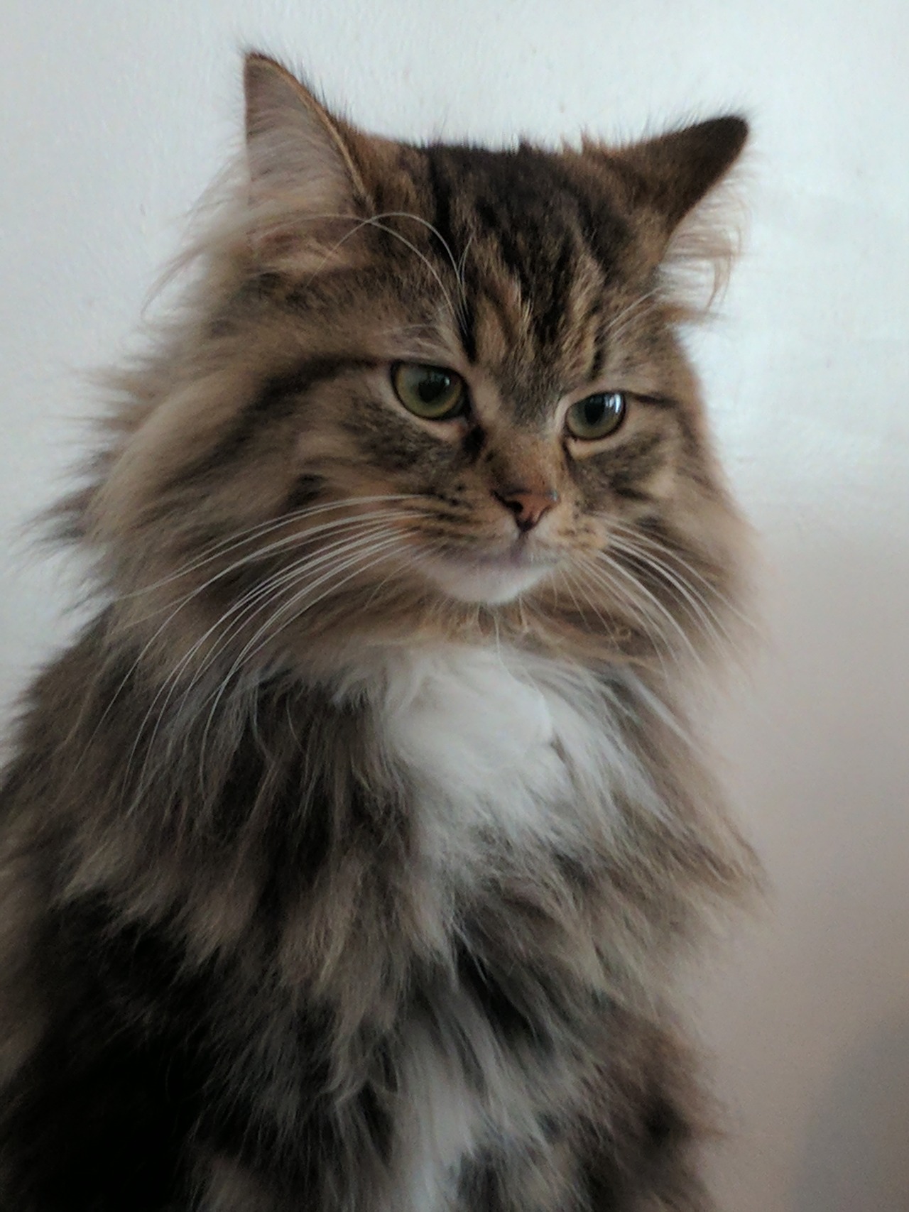 mysilverylining: OZ, and his magnificent everything.