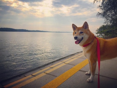 明日は土。曜。日！(*´꒳`*)Saturday is coming!#柴 #柴犬 #赤柴 #shiba #shibaken #shibainu