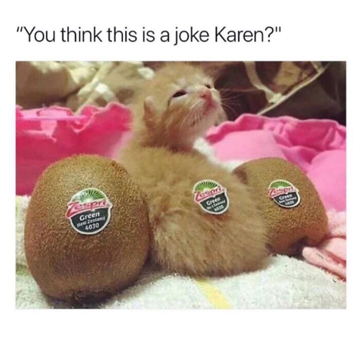 cat-memes-only: 