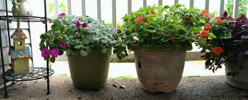 2nd Year Inpatiens&hellip; I kept these babies alive all winter&hellip;