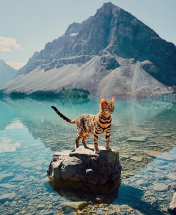 awwww-cute:Adventurous kitty 🐱🌍 (Source: