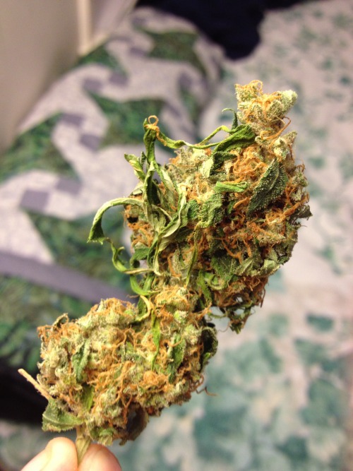 pony-slaystation:  nug of BC Kush