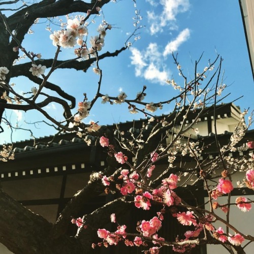 Des fleurs de pruniers blanches et rouges&hellip; Plum blossoms, white and pink together #japan #jap