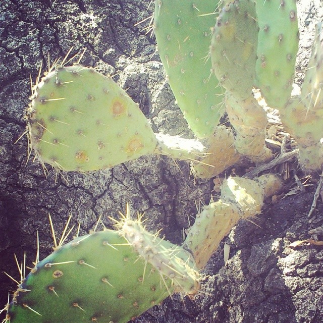 #life lives. #desert #cactus #tucson #nature #hiking #symbiotic