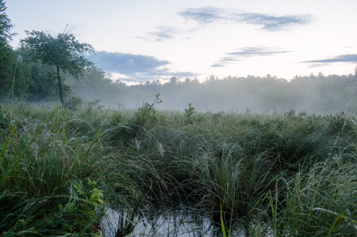90377: Wetland at Dawn by Emily Lord
