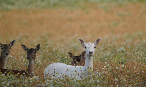 swedishlandscapes: I spotted this rare white deer when I was out driving the other morning. I h