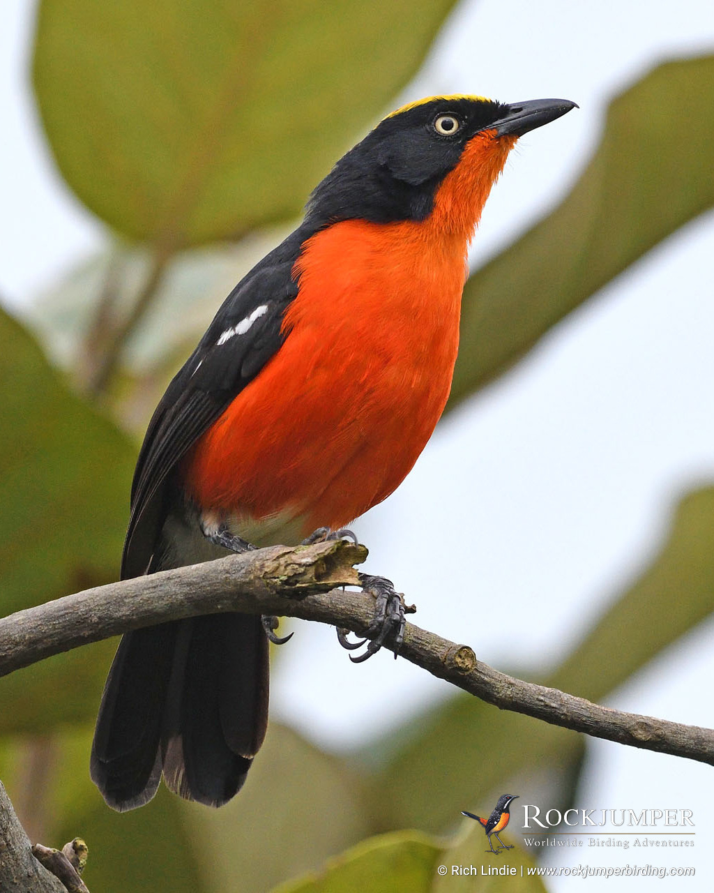 rockjumper birding tour cuba