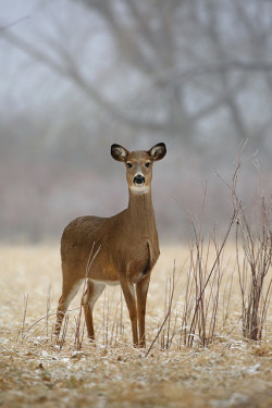 witchedways:  fuckyeahcervines:Whitetail Doe in Foggy Meadow by Peter Eades on Flickr.  bewitched forest 