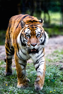 lightexpo:  Siberian Tiger | Sayf 