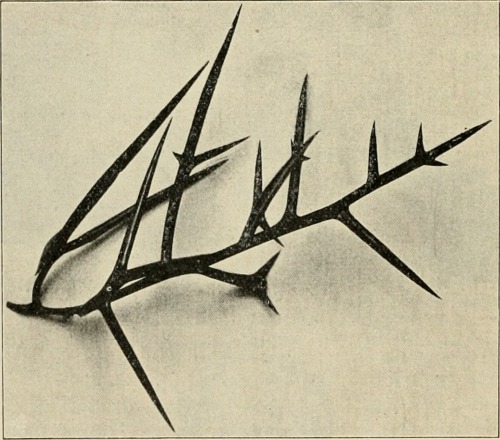 mizisham:  Internet Archive Book Images Image from page 591 of “Die Gartenwelt” (1897)