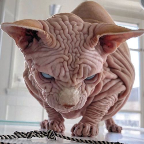 awesome-picz:    This Extra-Wrinkly Evil-Looking Cat Is Actually Very Lovely.