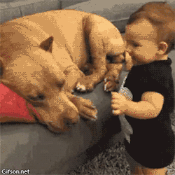 catgifcentral:  You kiss me, I lick you. Thanks for following Cat Gif Central, the home of the cute. 