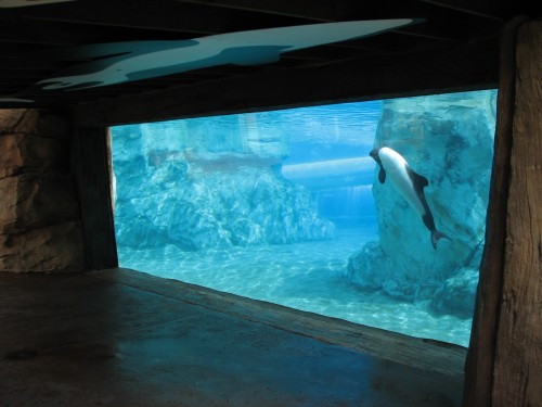 theincredibleorca:  freedomforwhales:  Little known or discussed about in the captivity debate is the water park Aquatica, located in Orlando Florida, and owned by Seaworld. This water park has a particular attraction called the Dolphin Plunge, where
