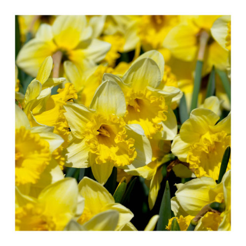 fatchance:Daffodils. Hyacinths.At Veldheer Tulip Farm, Holland, Michigan.