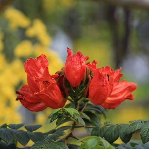 jsiras:ชูช่อรับวันใหม่Good morning.แคแสด Spathodea campanulata Beauv.#africomtulip#firebell